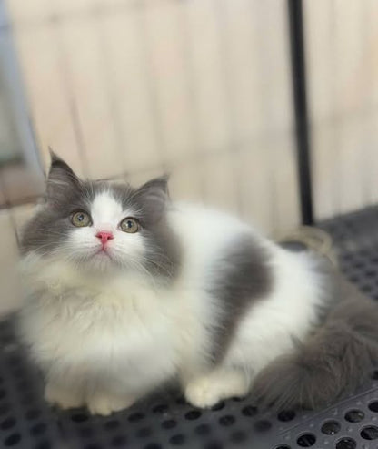 Munchkin Longhair