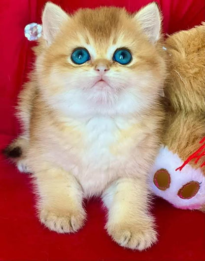 British Shorthair