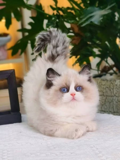 Ragdoll