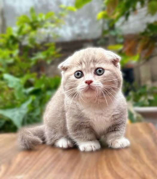 Munchkin Fold