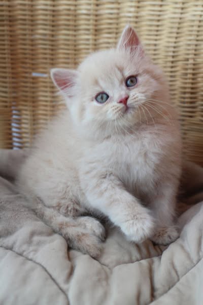 British Shorthair