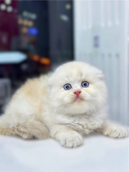 Scottish Fold Longhair