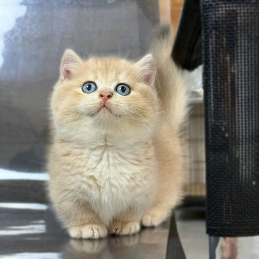 Munchkin