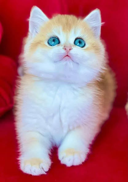 British Shorthair
