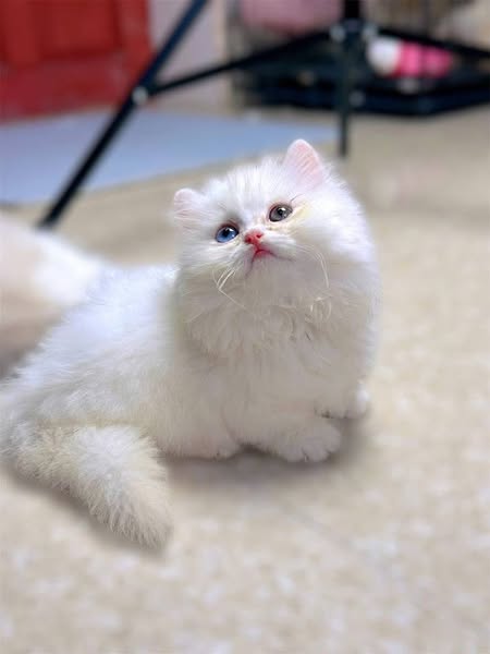 Munchkin Longhair