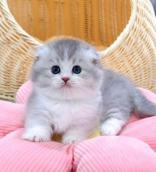 Munchkin Fold Longhair