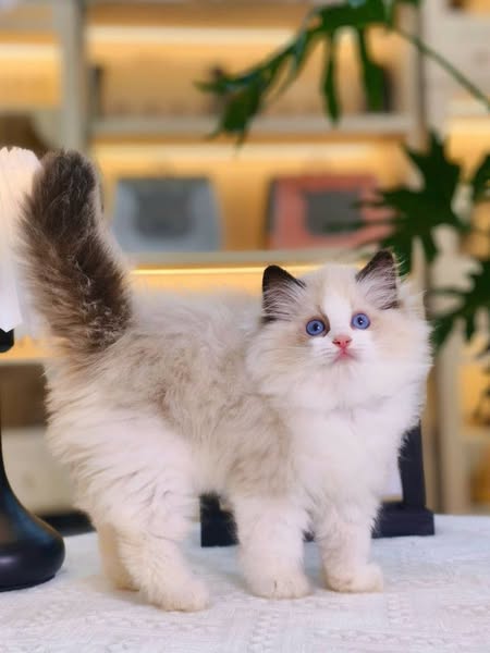 Ragdoll