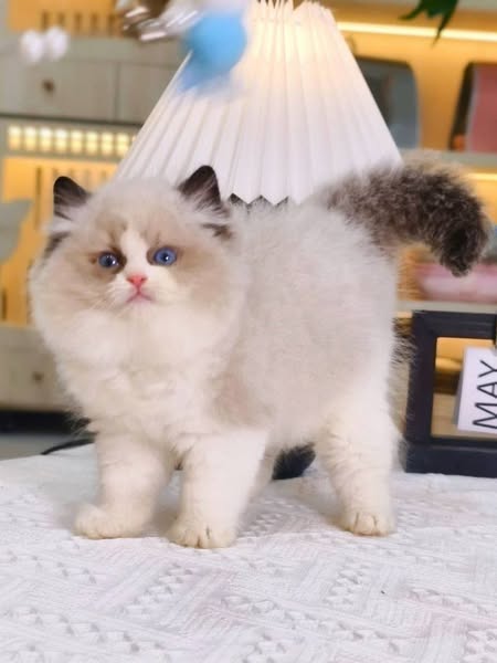 Ragdoll