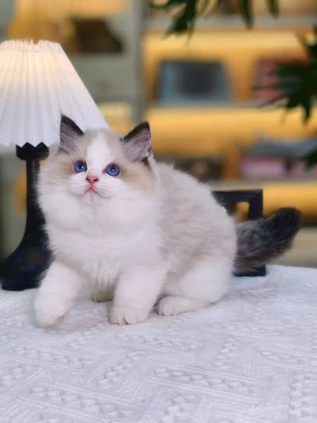 Ragdoll