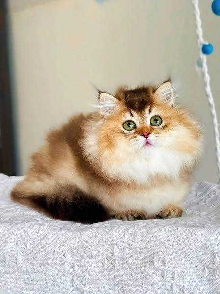 Munchkin Longhair