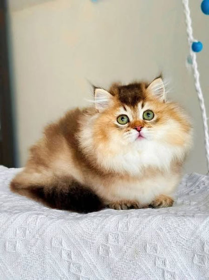 Munchkin Longhair