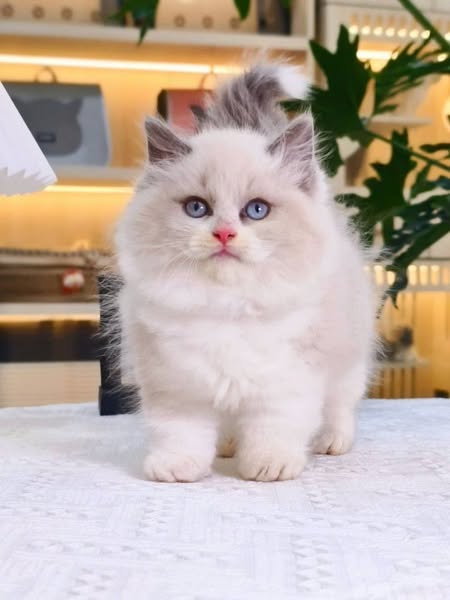 Munchkin Ragdoll