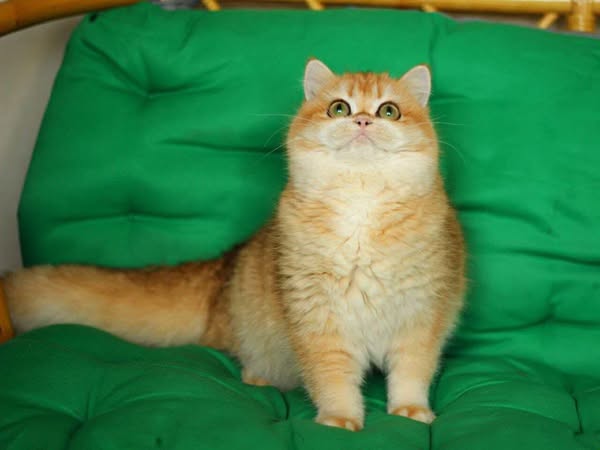 British Shorthair