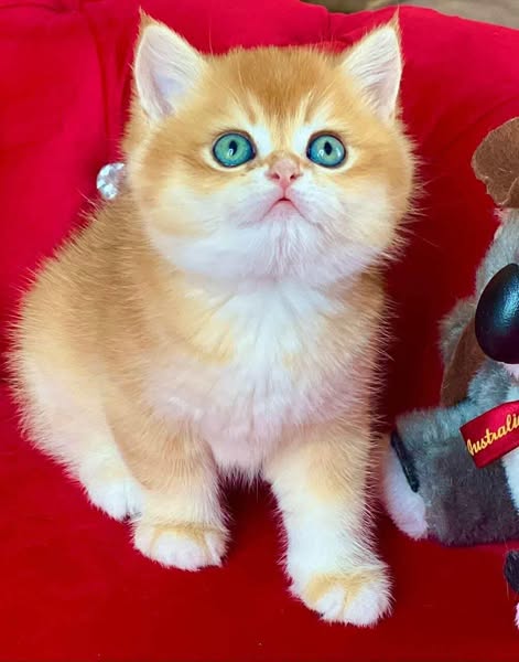 British Shorthair