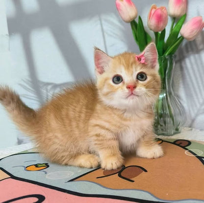 Munchkin