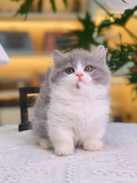 Munchkin