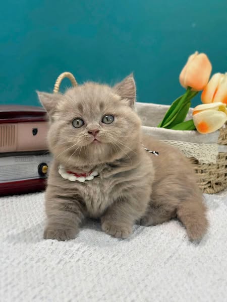 Munchkin