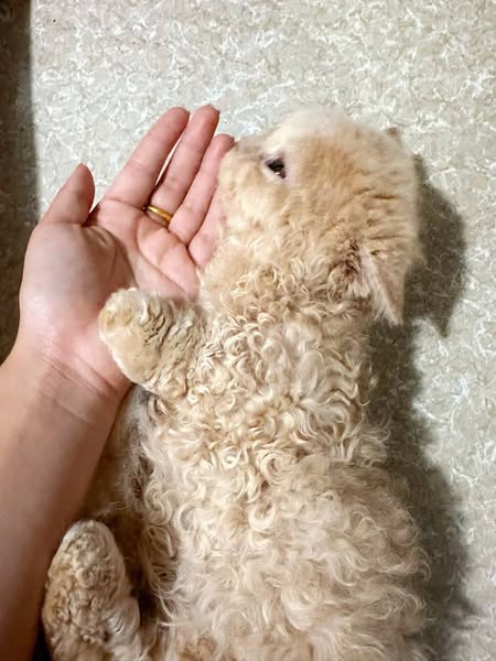 Selkirk Rex Munchkin