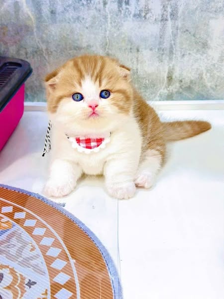 Munchkin Fold