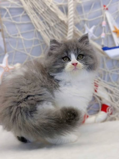 British Longhair