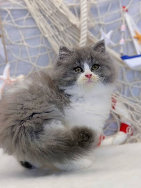 British Longhair