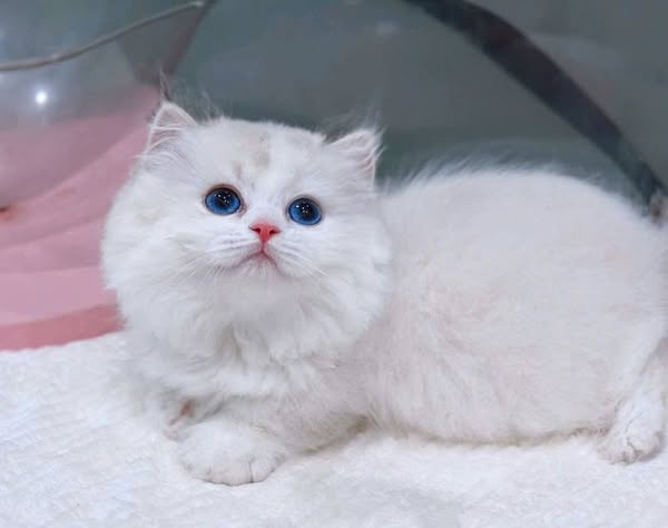 Munchkin Ragdoll
