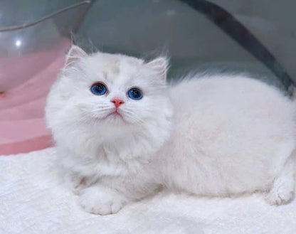 Munchkin Ragdoll