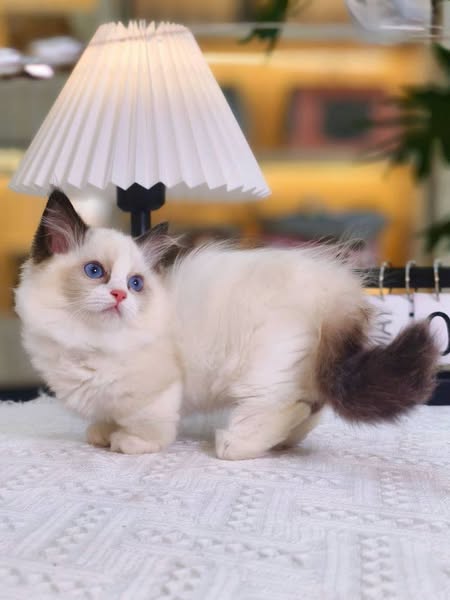 Munchkin Ragdoll