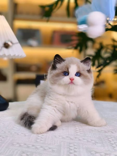 Ragdoll