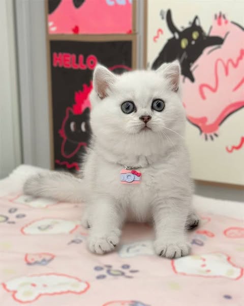 British Shorthair