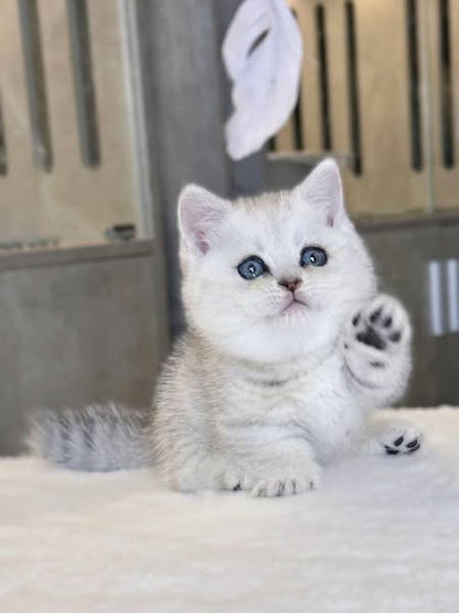 Munchkin