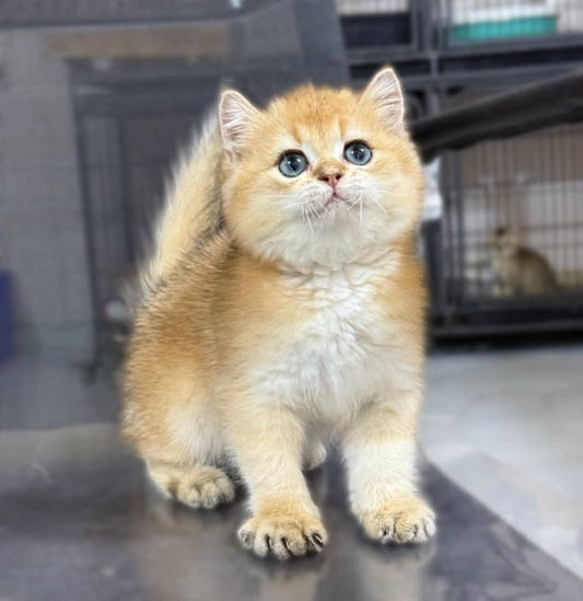 British Shorthair