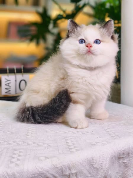 Ragdoll