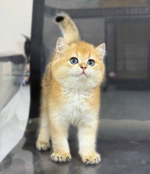 British Shorthair