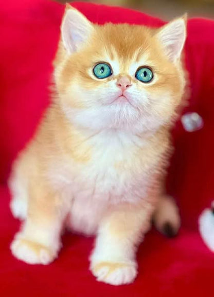 British Shorthair