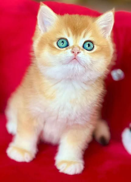 British Shorthair