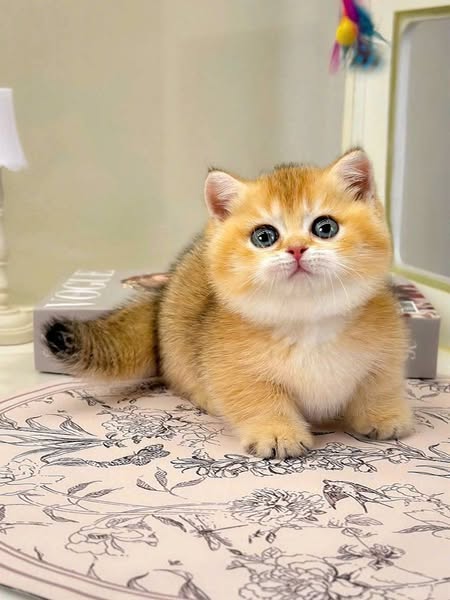 Munchkin
