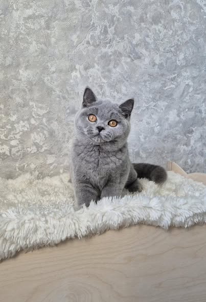 British Shorthair