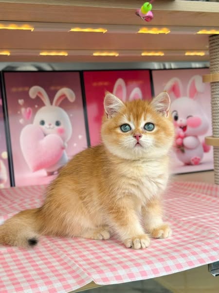 British Shorthair