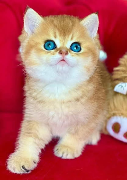 British Shorthair