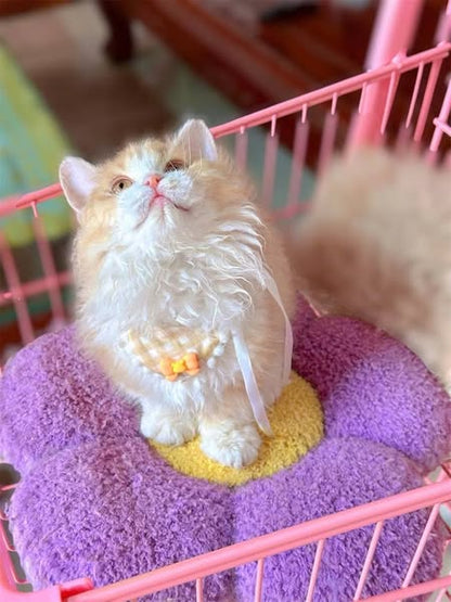 Selkirk Rex Munchkin