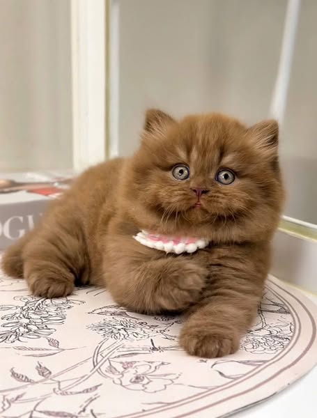 British Longhair