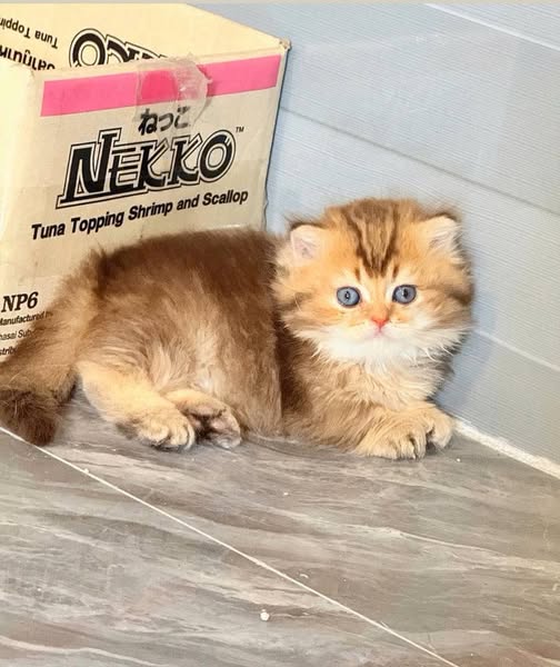 Munchkin Longhair