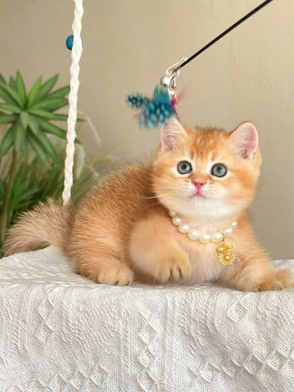 Munchkin