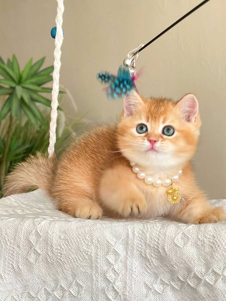 Munchkin
