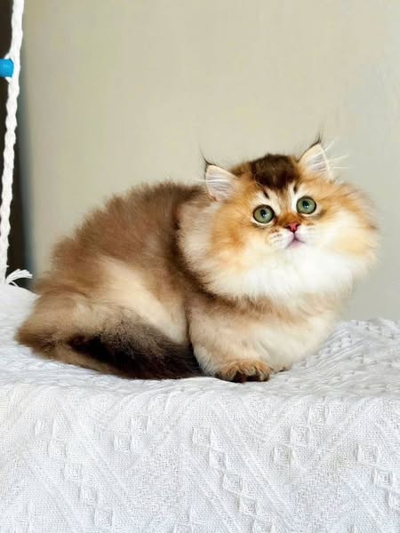 Munchkin Longhair