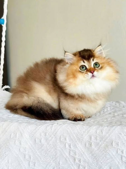 Munchkin Longhair