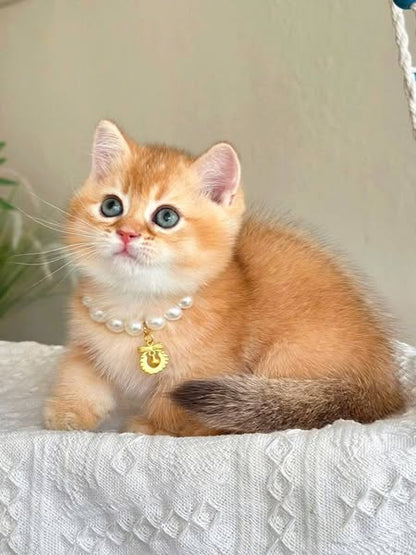 Munchkin