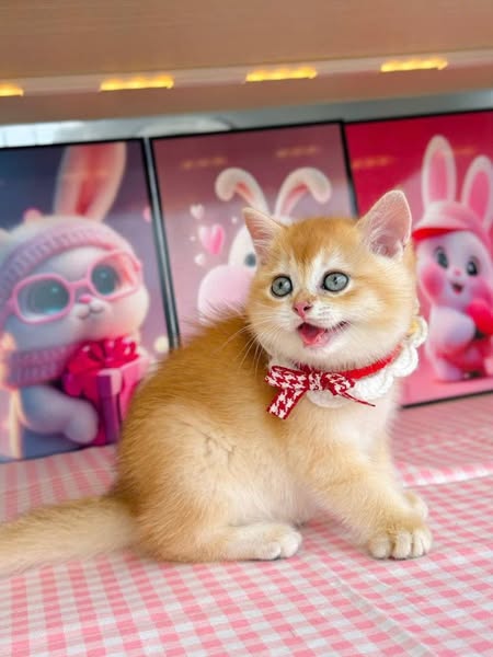 British Shorthair