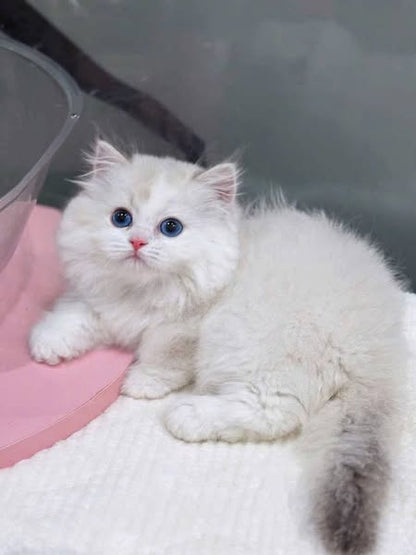 Munchkin Ragdoll
